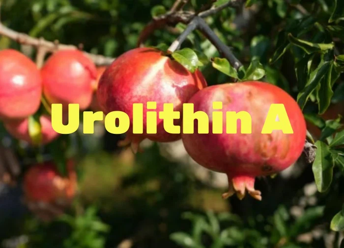 Urolithin A Urolithin A
